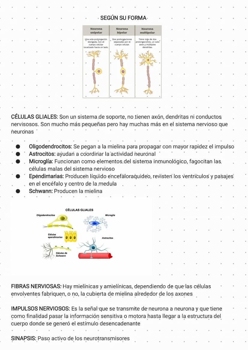 SISTEMA NERVIOSO
Uno de los sistemas más importantes y complejos del cuerpo humano. Tiene múltiples
funciones, entre ellas recibir y procesa
