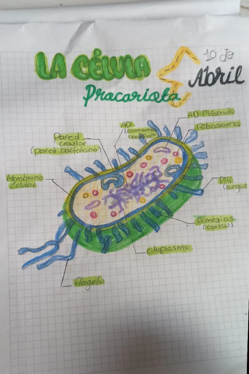 # LA CÉLULA
Procariota
10 de
Abril

Pared
celular
(pared bacteriano)

Membrana
celular

AD (cromosoma
bacteriano)

AD Plásmido
Ribosoma

Cit