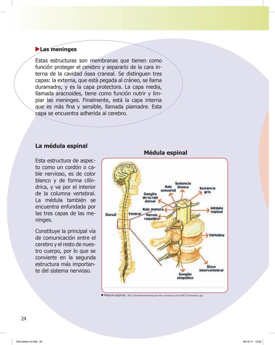 tapas 3345.indd 1
Ma
CIENCIAS NATURALES
SEGUNDO CICLO
MÓDULO 4
Los seres vivos y el ambiente:
Recepción y flujo de
información en el organis