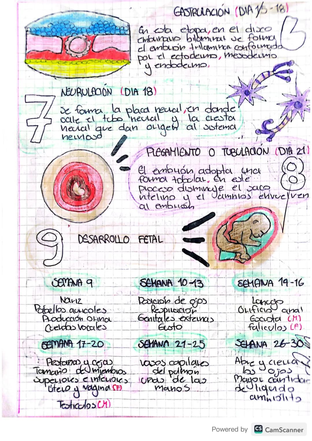 1
3
- Crecimiento
FERTILIZACIÓN
CNC 11
del embrional
ㄦ
El espermatozoide atraviesa la zona peluda
espacio pervitelino
el contenido
Idel espe
