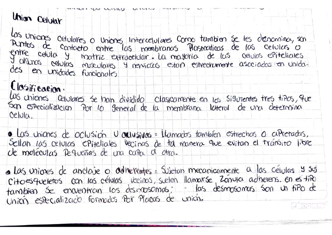 Union celular y clasificación