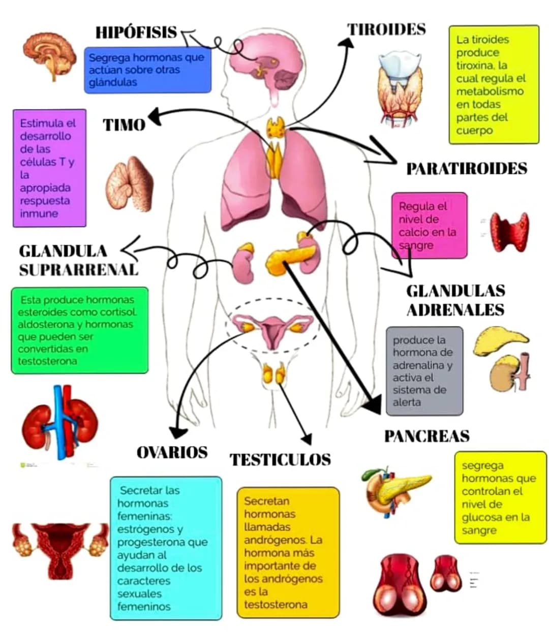 HIPÓFISIS
Segrega hormonas que
actúan sobre otras
glándulas
TIROIDES
La tiroides
produce
tiroxina, la
cual regula el
metabolismo
en todas
pa