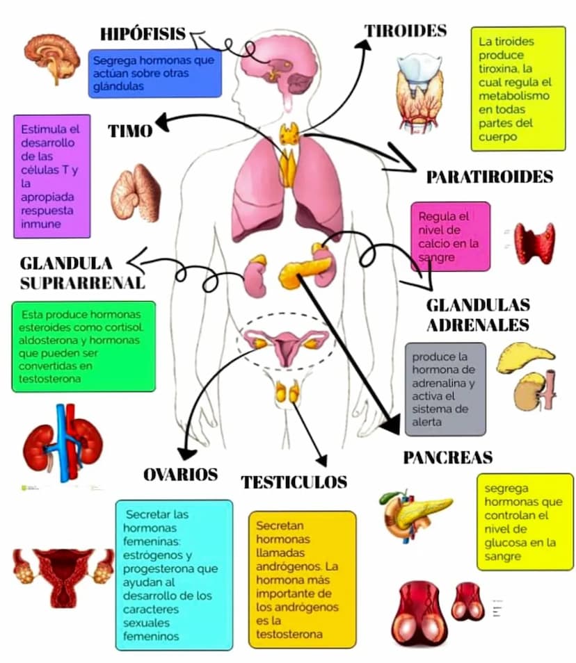 HIPÓFISIS
Segrega hormonas que
actúan sobre otras
glándulas
TIROIDES
La tiroides
produce
tiroxina, la
cual regula el
metabolismo
en todas
pa