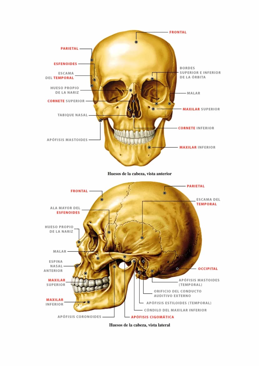 SISTEMA ESQUELÉTICO: FUNCIONES. HUESOS: ESTRUCTURA Y CLASIFICACIÓN.
HISTOLOGÍA DEL TEJIDO ÓSEO: CÉLULAS, TEJIDO ÓSEO COMPACTO Y TEJIDO
ÓSEO 