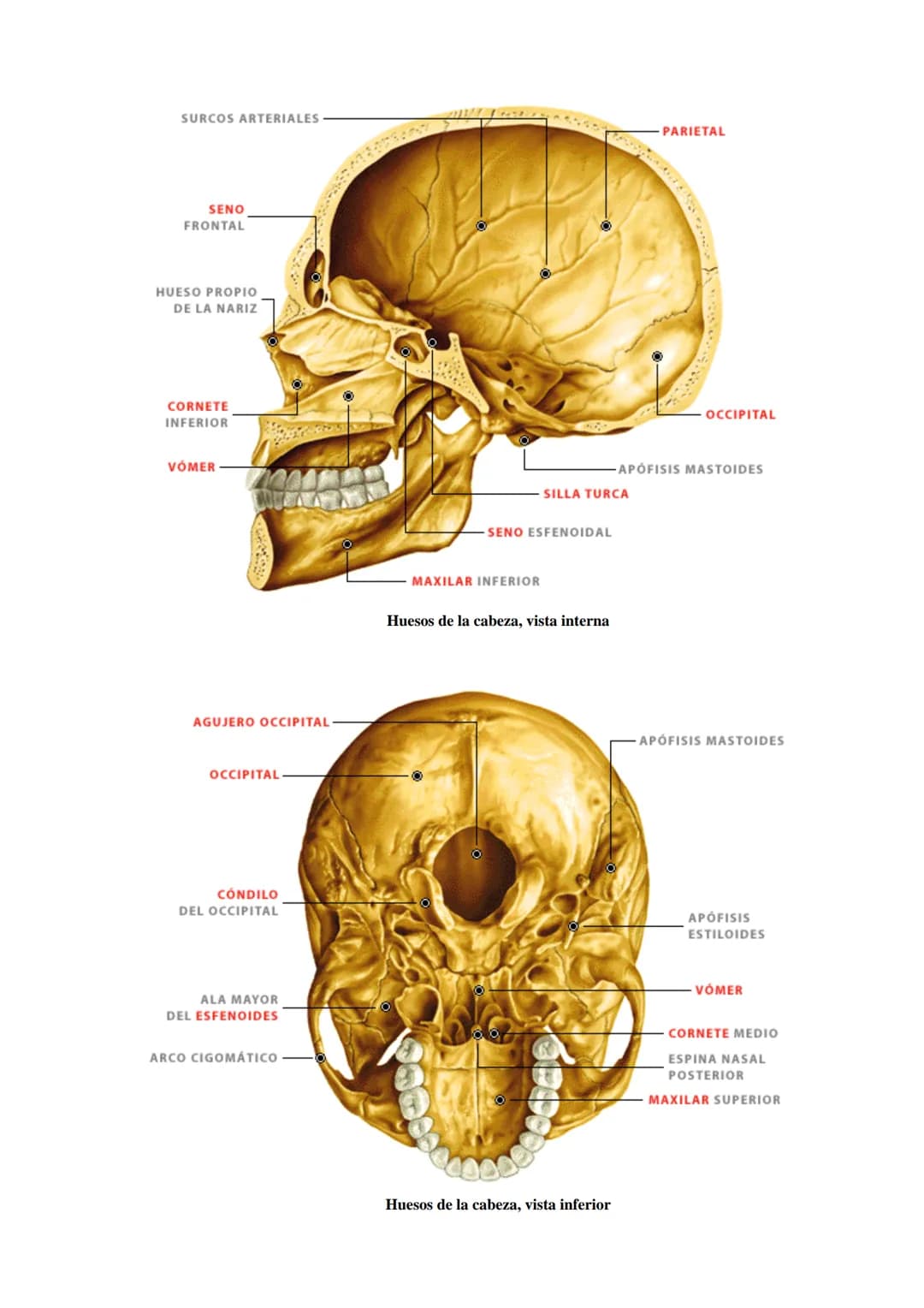 SISTEMA ESQUELÉTICO: FUNCIONES. HUESOS: ESTRUCTURA Y CLASIFICACIÓN.
HISTOLOGÍA DEL TEJIDO ÓSEO: CÉLULAS, TEJIDO ÓSEO COMPACTO Y TEJIDO
ÓSEO 