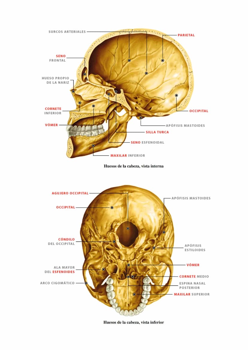SISTEMA ESQUELÉTICO: FUNCIONES. HUESOS: ESTRUCTURA Y CLASIFICACIÓN.
HISTOLOGÍA DEL TEJIDO ÓSEO: CÉLULAS, TEJIDO ÓSEO COMPACTO Y TEJIDO
ÓSEO 