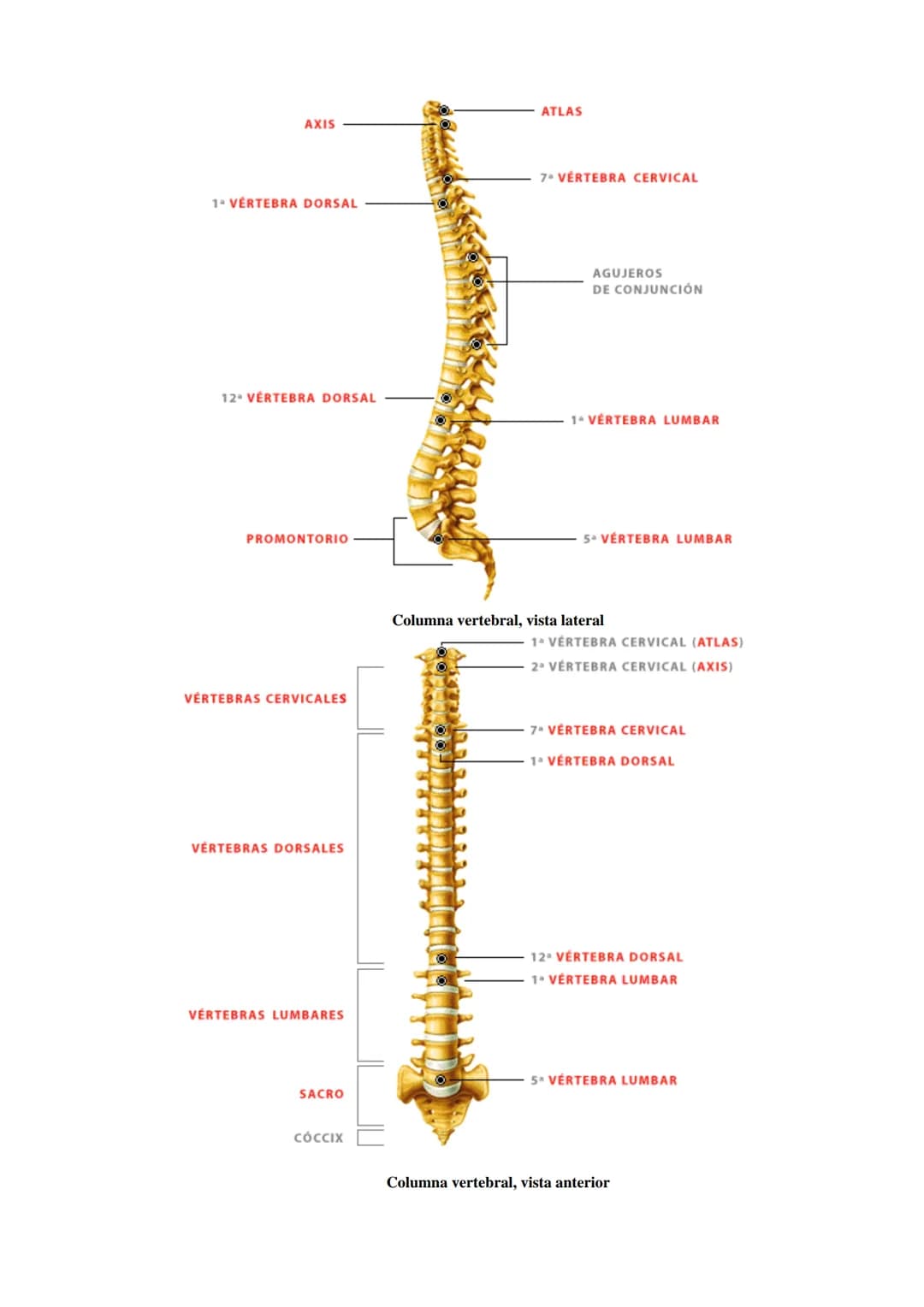SISTEMA ESQUELÉTICO: FUNCIONES. HUESOS: ESTRUCTURA Y CLASIFICACIÓN.
HISTOLOGÍA DEL TEJIDO ÓSEO: CÉLULAS, TEJIDO ÓSEO COMPACTO Y TEJIDO
ÓSEO 
