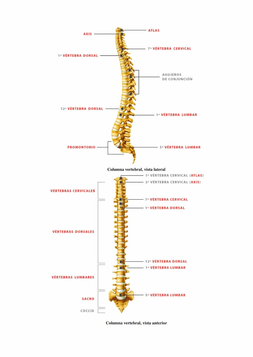 SISTEMA ESQUELÉTICO: FUNCIONES. HUESOS: ESTRUCTURA Y CLASIFICACIÓN.
HISTOLOGÍA DEL TEJIDO ÓSEO: CÉLULAS, TEJIDO ÓSEO COMPACTO Y TEJIDO
ÓSEO 