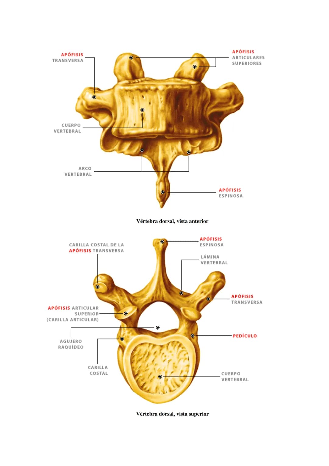 SISTEMA ESQUELÉTICO: FUNCIONES. HUESOS: ESTRUCTURA Y CLASIFICACIÓN.
HISTOLOGÍA DEL TEJIDO ÓSEO: CÉLULAS, TEJIDO ÓSEO COMPACTO Y TEJIDO
ÓSEO 