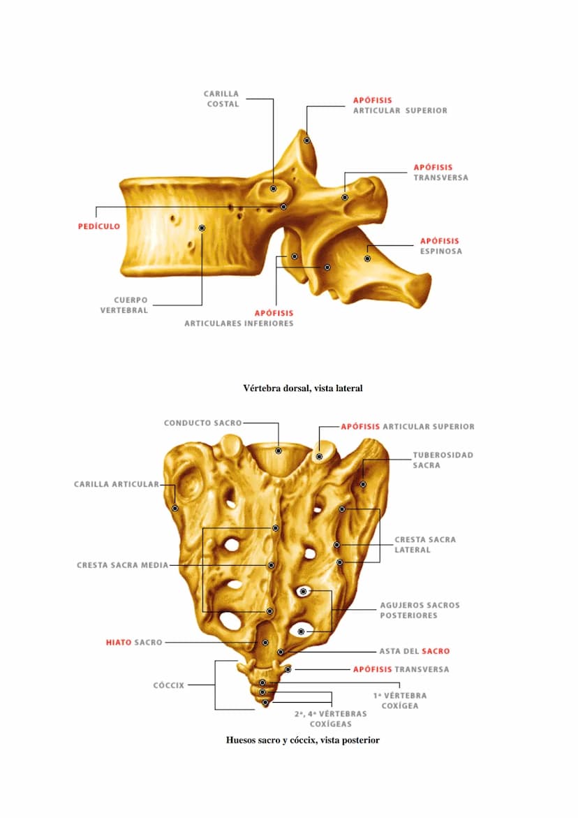 SISTEMA ESQUELÉTICO: FUNCIONES. HUESOS: ESTRUCTURA Y CLASIFICACIÓN.
HISTOLOGÍA DEL TEJIDO ÓSEO: CÉLULAS, TEJIDO ÓSEO COMPACTO Y TEJIDO
ÓSEO 