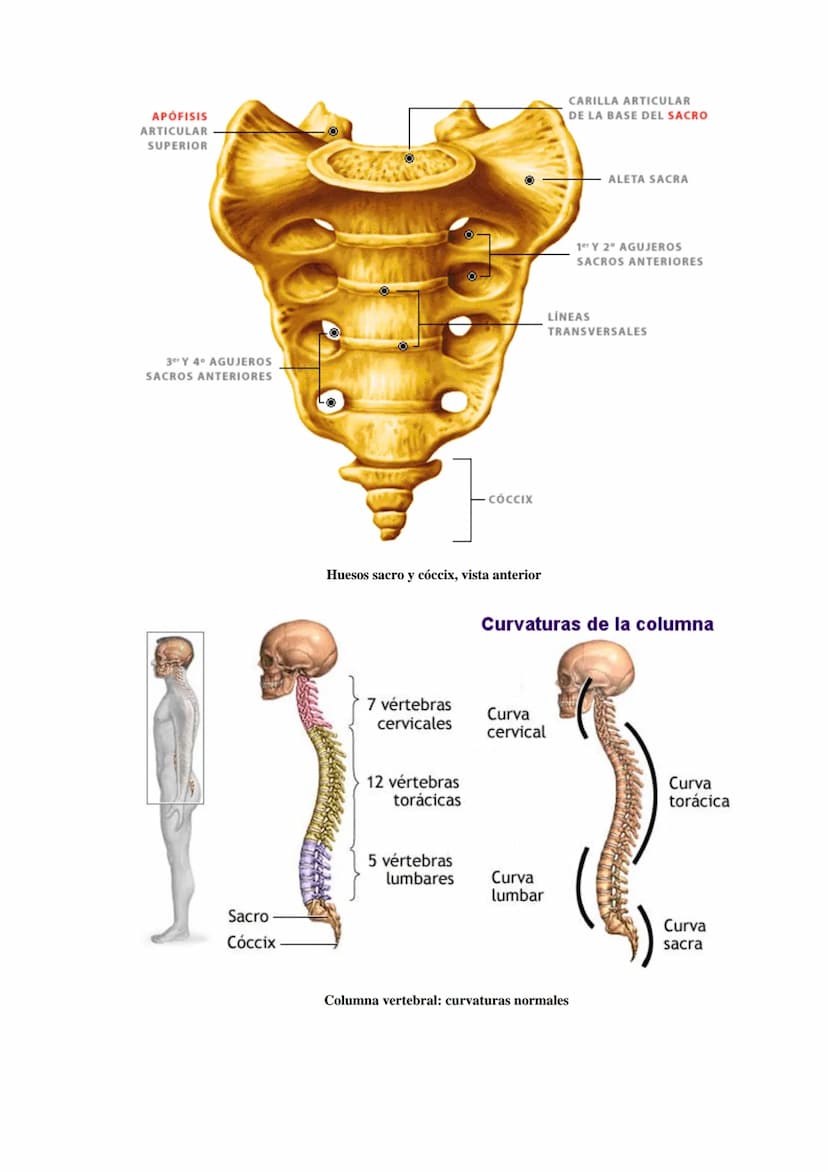 SISTEMA ESQUELÉTICO: FUNCIONES. HUESOS: ESTRUCTURA Y CLASIFICACIÓN.
HISTOLOGÍA DEL TEJIDO ÓSEO: CÉLULAS, TEJIDO ÓSEO COMPACTO Y TEJIDO
ÓSEO 