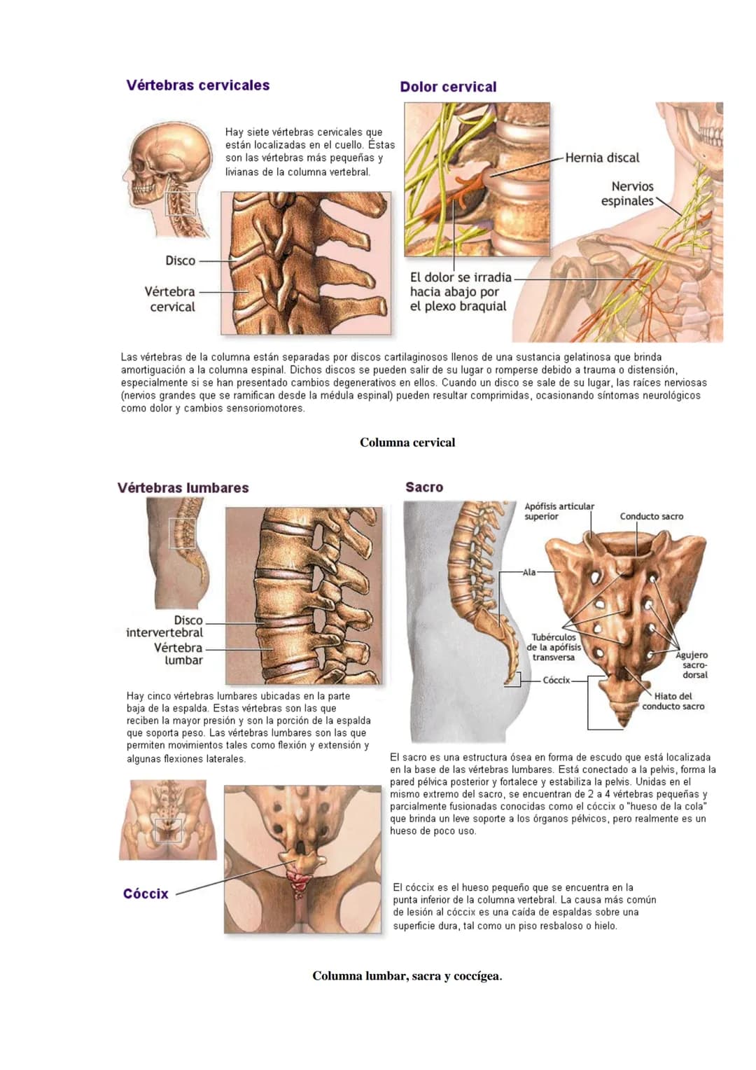 SISTEMA ESQUELÉTICO: FUNCIONES. HUESOS: ESTRUCTURA Y CLASIFICACIÓN.
HISTOLOGÍA DEL TEJIDO ÓSEO: CÉLULAS, TEJIDO ÓSEO COMPACTO Y TEJIDO
ÓSEO 