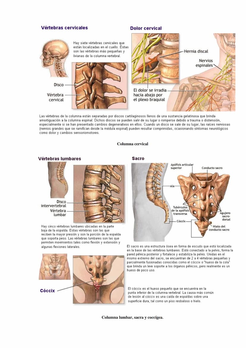 SISTEMA ESQUELÉTICO: FUNCIONES. HUESOS: ESTRUCTURA Y CLASIFICACIÓN.
HISTOLOGÍA DEL TEJIDO ÓSEO: CÉLULAS, TEJIDO ÓSEO COMPACTO Y TEJIDO
ÓSEO 