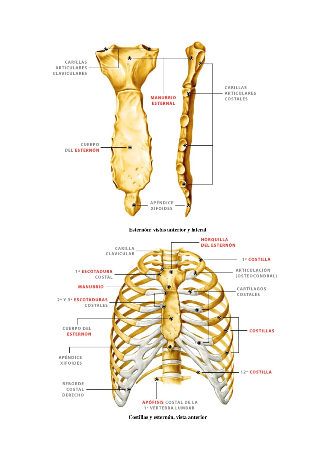 SISTEMA ESQUELÉTICO: FUNCIONES. HUESOS: ESTRUCTURA Y CLASIFICACIÓN.
HISTOLOGÍA DEL TEJIDO ÓSEO: CÉLULAS, TEJIDO ÓSEO COMPACTO Y TEJIDO
ÓSEO 