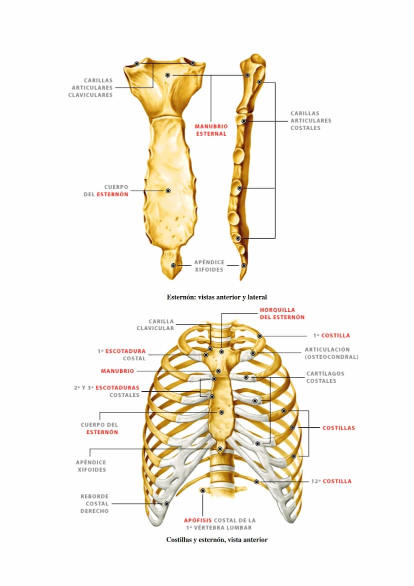 SISTEMA ESQUELÉTICO: FUNCIONES. HUESOS: ESTRUCTURA Y CLASIFICACIÓN.
HISTOLOGÍA DEL TEJIDO ÓSEO: CÉLULAS, TEJIDO ÓSEO COMPACTO Y TEJIDO
ÓSEO 