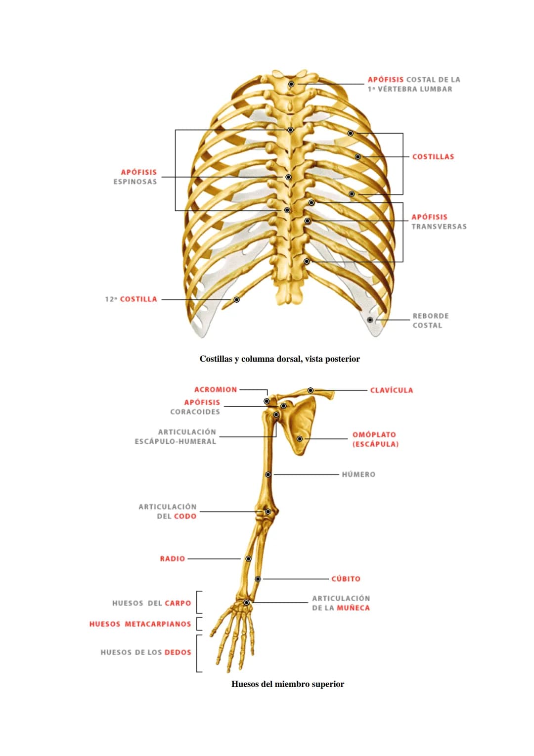 SISTEMA ESQUELÉTICO: FUNCIONES. HUESOS: ESTRUCTURA Y CLASIFICACIÓN.
HISTOLOGÍA DEL TEJIDO ÓSEO: CÉLULAS, TEJIDO ÓSEO COMPACTO Y TEJIDO
ÓSEO 