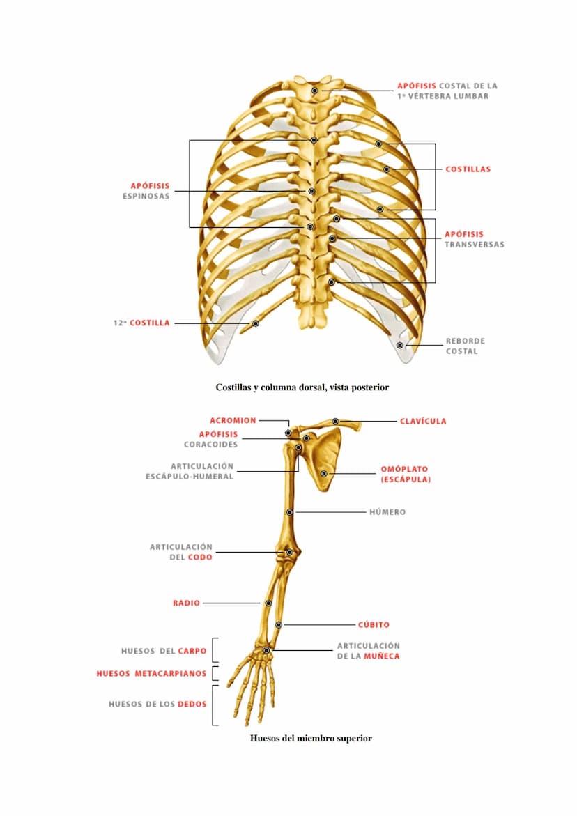 SISTEMA ESQUELÉTICO: FUNCIONES. HUESOS: ESTRUCTURA Y CLASIFICACIÓN.
HISTOLOGÍA DEL TEJIDO ÓSEO: CÉLULAS, TEJIDO ÓSEO COMPACTO Y TEJIDO
ÓSEO 
