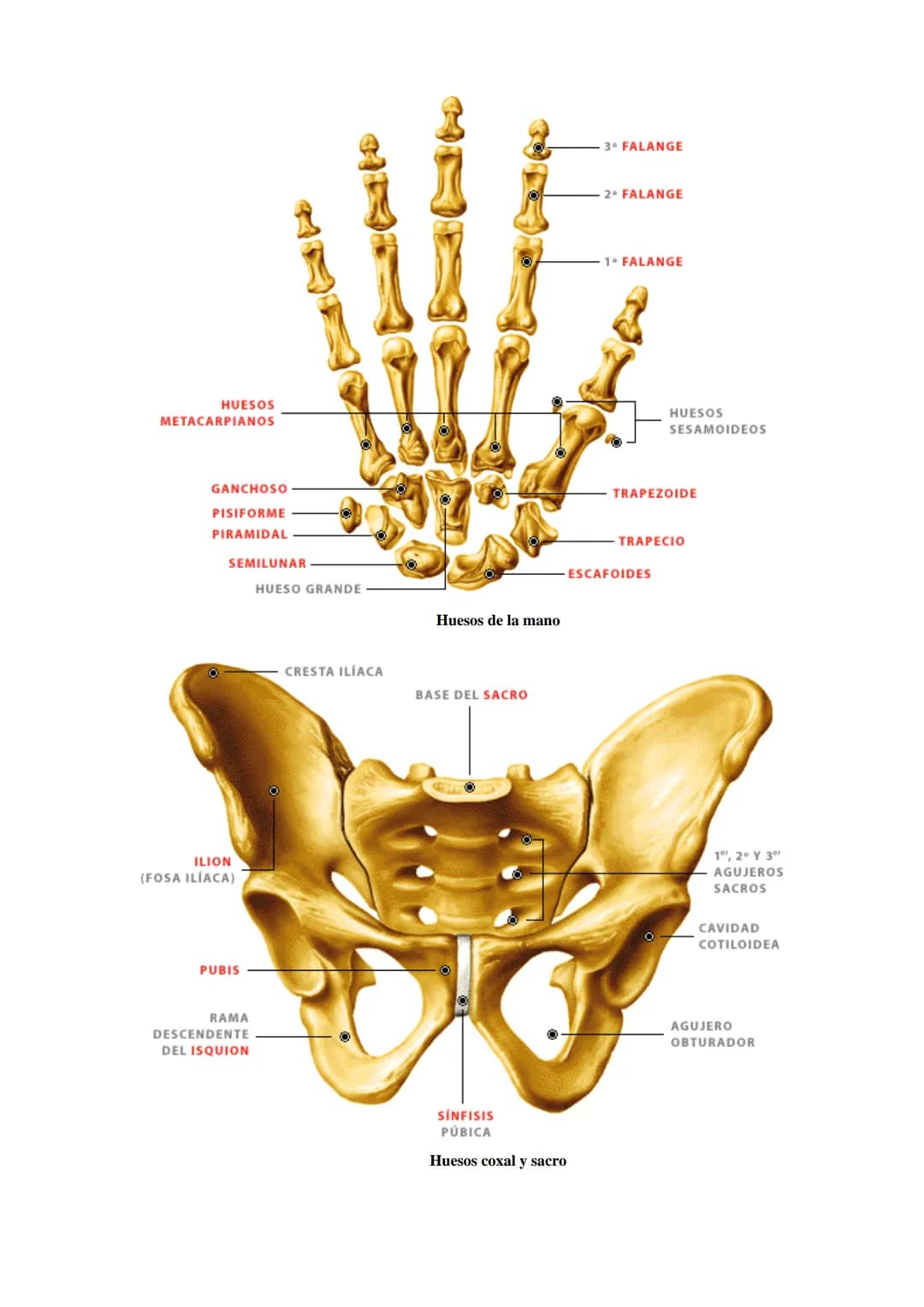 SISTEMA ESQUELÉTICO: FUNCIONES. HUESOS: ESTRUCTURA Y CLASIFICACIÓN.
HISTOLOGÍA DEL TEJIDO ÓSEO: CÉLULAS, TEJIDO ÓSEO COMPACTO Y TEJIDO
ÓSEO 
