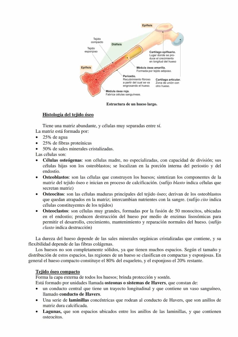 SISTEMA ESQUELÉTICO: FUNCIONES. HUESOS: ESTRUCTURA Y CLASIFICACIÓN.
HISTOLOGÍA DEL TEJIDO ÓSEO: CÉLULAS, TEJIDO ÓSEO COMPACTO Y TEJIDO
ÓSEO 