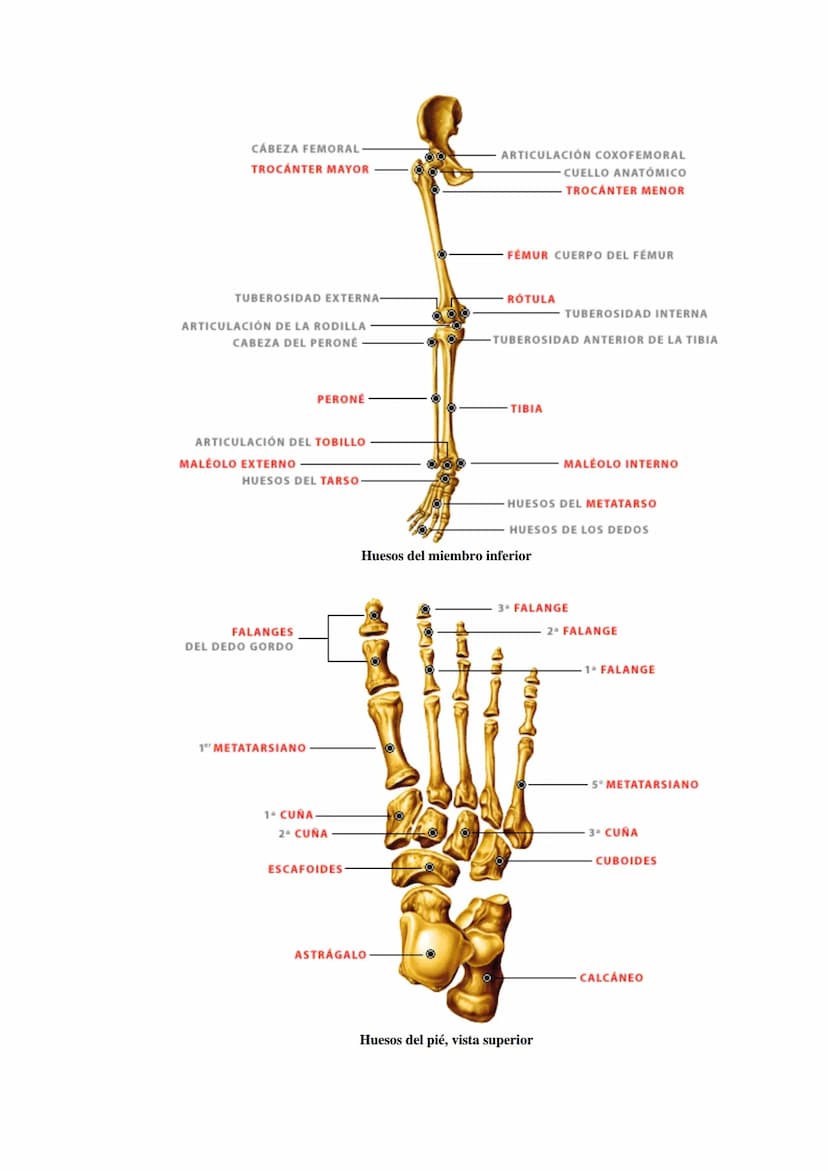 SISTEMA ESQUELÉTICO: FUNCIONES. HUESOS: ESTRUCTURA Y CLASIFICACIÓN.
HISTOLOGÍA DEL TEJIDO ÓSEO: CÉLULAS, TEJIDO ÓSEO COMPACTO Y TEJIDO
ÓSEO 