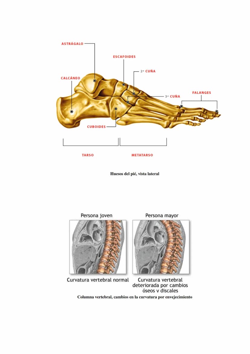 SISTEMA ESQUELÉTICO: FUNCIONES. HUESOS: ESTRUCTURA Y CLASIFICACIÓN.
HISTOLOGÍA DEL TEJIDO ÓSEO: CÉLULAS, TEJIDO ÓSEO COMPACTO Y TEJIDO
ÓSEO 