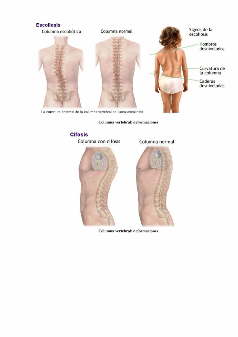 SISTEMA ESQUELÉTICO: FUNCIONES. HUESOS: ESTRUCTURA Y CLASIFICACIÓN.
HISTOLOGÍA DEL TEJIDO ÓSEO: CÉLULAS, TEJIDO ÓSEO COMPACTO Y TEJIDO
ÓSEO 