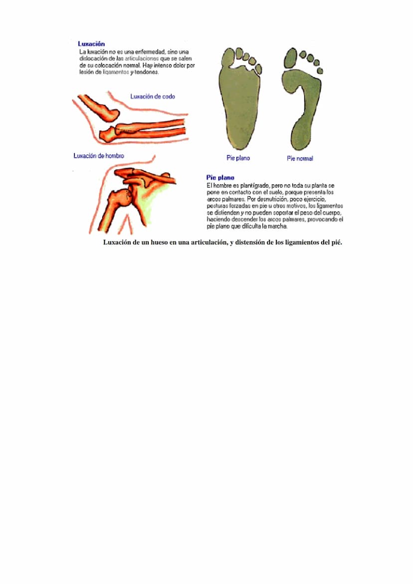 SISTEMA ESQUELÉTICO: FUNCIONES. HUESOS: ESTRUCTURA Y CLASIFICACIÓN.
HISTOLOGÍA DEL TEJIDO ÓSEO: CÉLULAS, TEJIDO ÓSEO COMPACTO Y TEJIDO
ÓSEO 