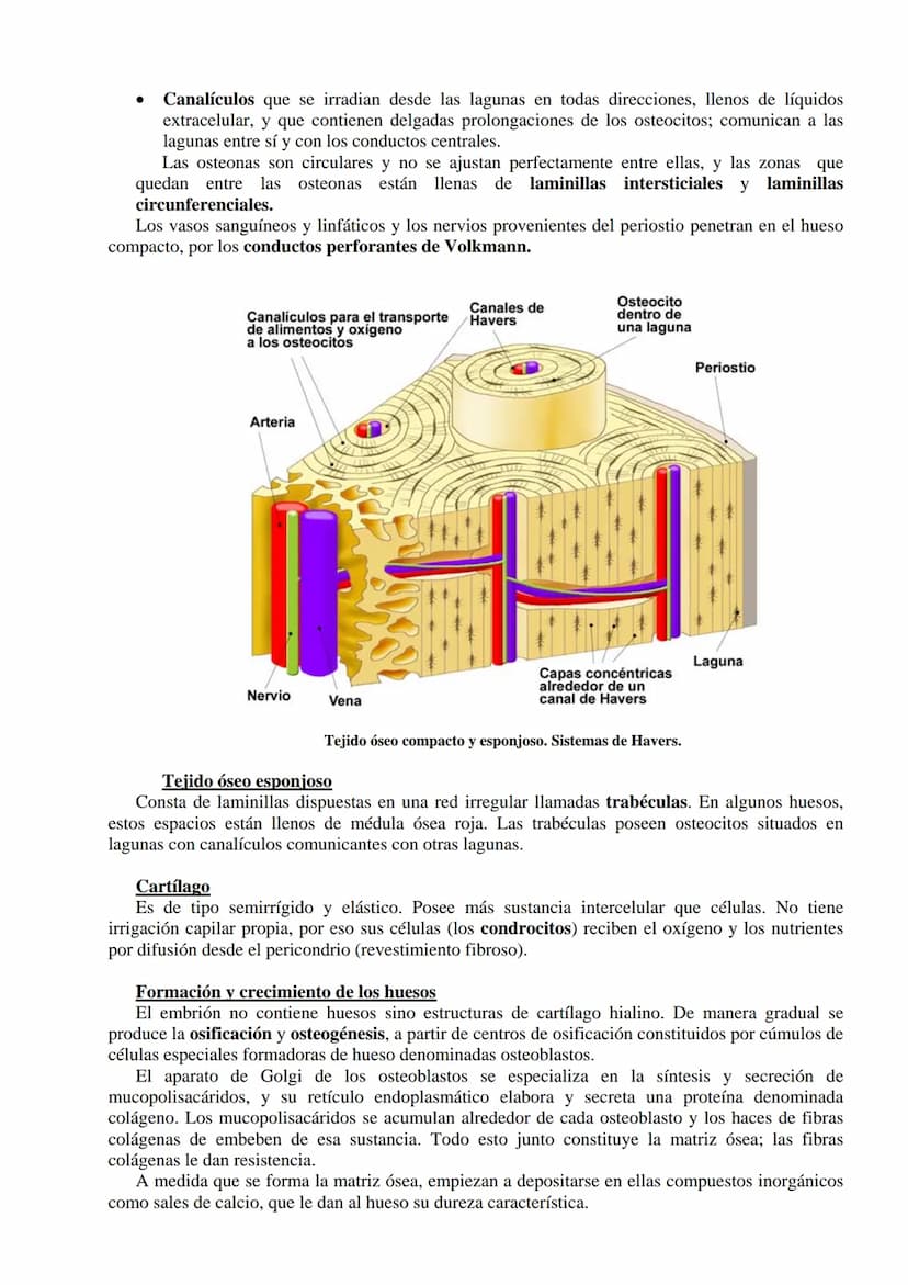 SISTEMA ESQUELÉTICO: FUNCIONES. HUESOS: ESTRUCTURA Y CLASIFICACIÓN.
HISTOLOGÍA DEL TEJIDO ÓSEO: CÉLULAS, TEJIDO ÓSEO COMPACTO Y TEJIDO
ÓSEO 
