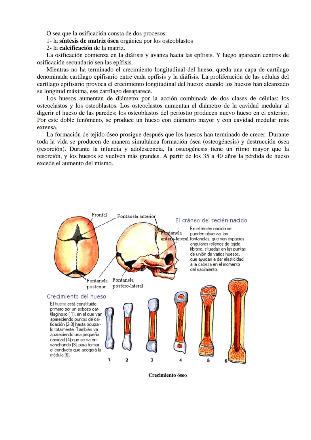 SISTEMA ESQUELÉTICO: FUNCIONES. HUESOS: ESTRUCTURA Y CLASIFICACIÓN.
HISTOLOGÍA DEL TEJIDO ÓSEO: CÉLULAS, TEJIDO ÓSEO COMPACTO Y TEJIDO
ÓSEO 