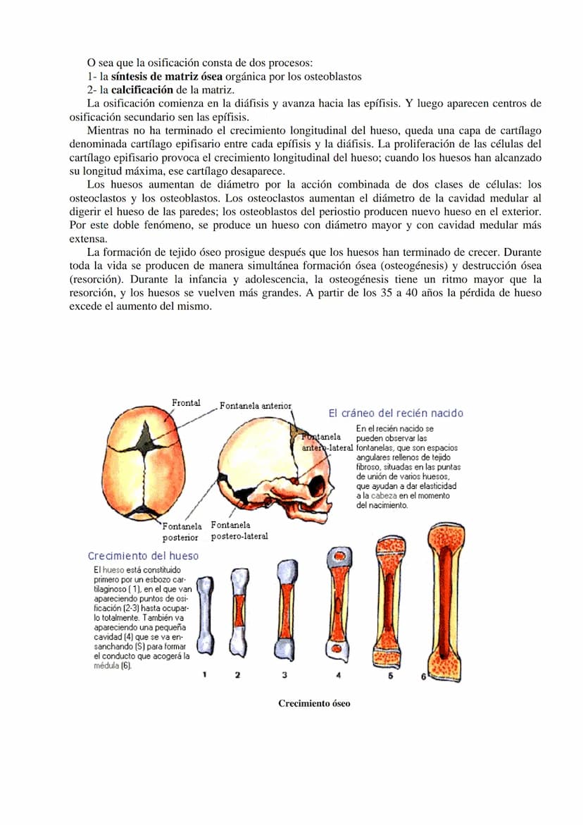 SISTEMA ESQUELÉTICO: FUNCIONES. HUESOS: ESTRUCTURA Y CLASIFICACIÓN.
HISTOLOGÍA DEL TEJIDO ÓSEO: CÉLULAS, TEJIDO ÓSEO COMPACTO Y TEJIDO
ÓSEO 