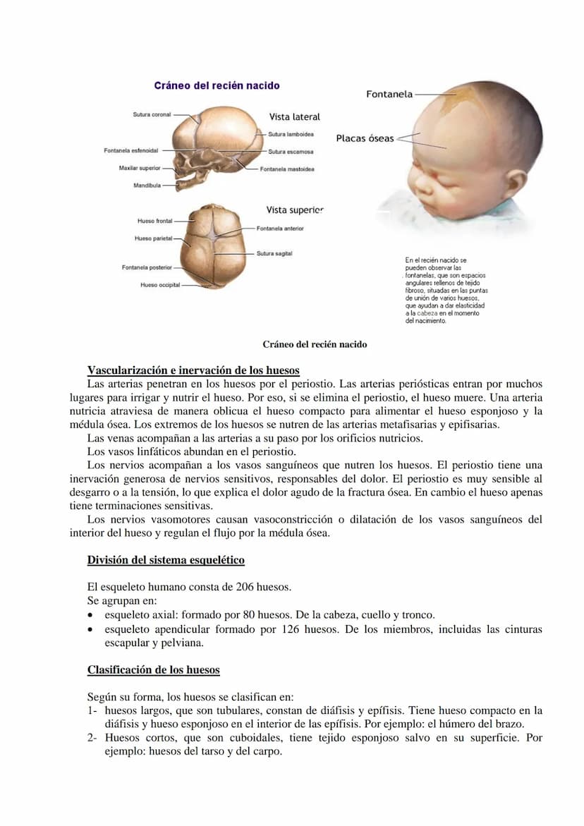 SISTEMA ESQUELÉTICO: FUNCIONES. HUESOS: ESTRUCTURA Y CLASIFICACIÓN.
HISTOLOGÍA DEL TEJIDO ÓSEO: CÉLULAS, TEJIDO ÓSEO COMPACTO Y TEJIDO
ÓSEO 