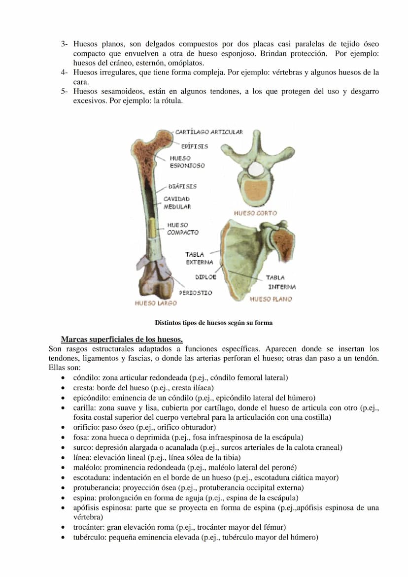 SISTEMA ESQUELÉTICO: FUNCIONES. HUESOS: ESTRUCTURA Y CLASIFICACIÓN.
HISTOLOGÍA DEL TEJIDO ÓSEO: CÉLULAS, TEJIDO ÓSEO COMPACTO Y TEJIDO
ÓSEO 