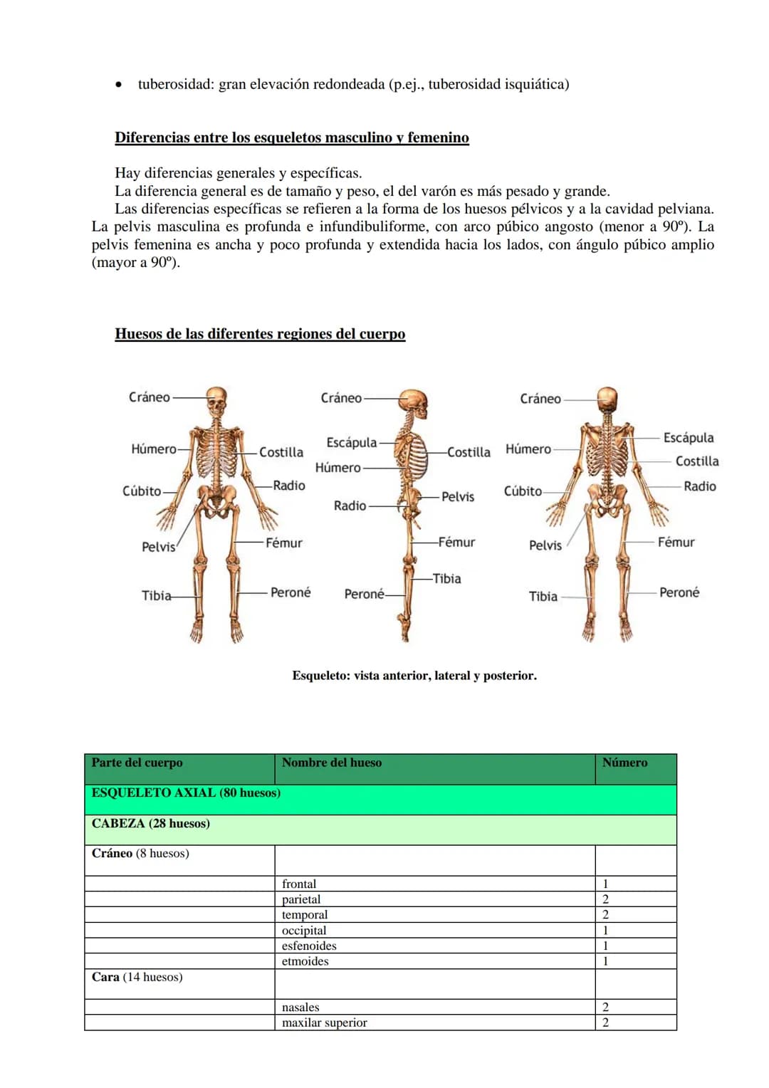 SISTEMA ESQUELÉTICO: FUNCIONES. HUESOS: ESTRUCTURA Y CLASIFICACIÓN.
HISTOLOGÍA DEL TEJIDO ÓSEO: CÉLULAS, TEJIDO ÓSEO COMPACTO Y TEJIDO
ÓSEO 