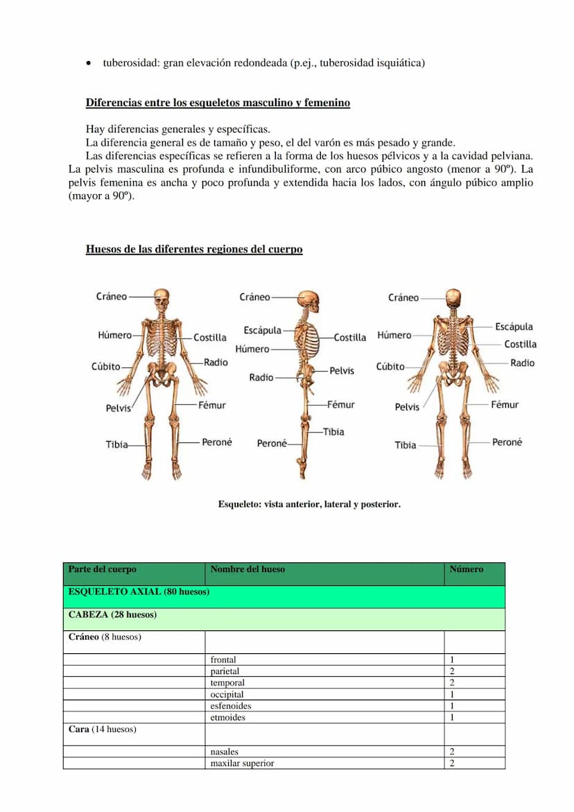 SISTEMA ESQUELÉTICO: FUNCIONES. HUESOS: ESTRUCTURA Y CLASIFICACIÓN.
HISTOLOGÍA DEL TEJIDO ÓSEO: CÉLULAS, TEJIDO ÓSEO COMPACTO Y TEJIDO
ÓSEO 