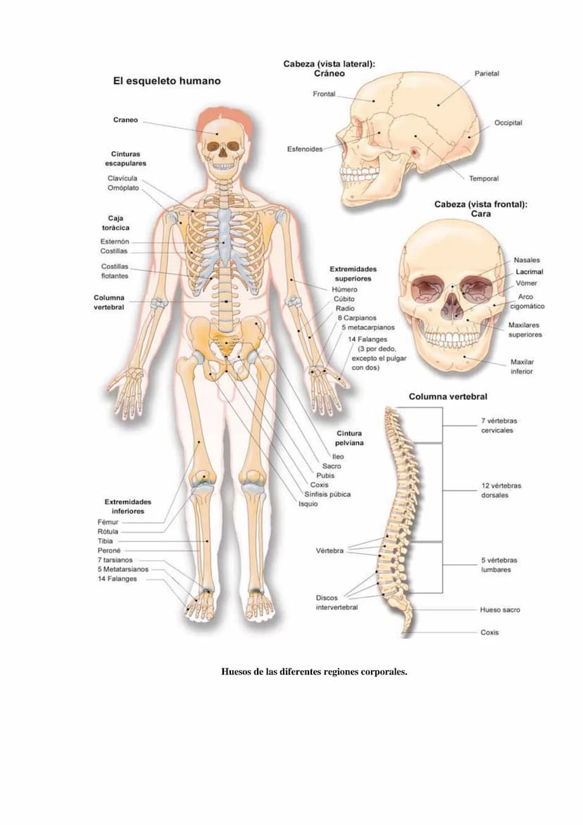 SISTEMA ESQUELÉTICO: FUNCIONES. HUESOS: ESTRUCTURA Y CLASIFICACIÓN.
HISTOLOGÍA DEL TEJIDO ÓSEO: CÉLULAS, TEJIDO ÓSEO COMPACTO Y TEJIDO
ÓSEO 