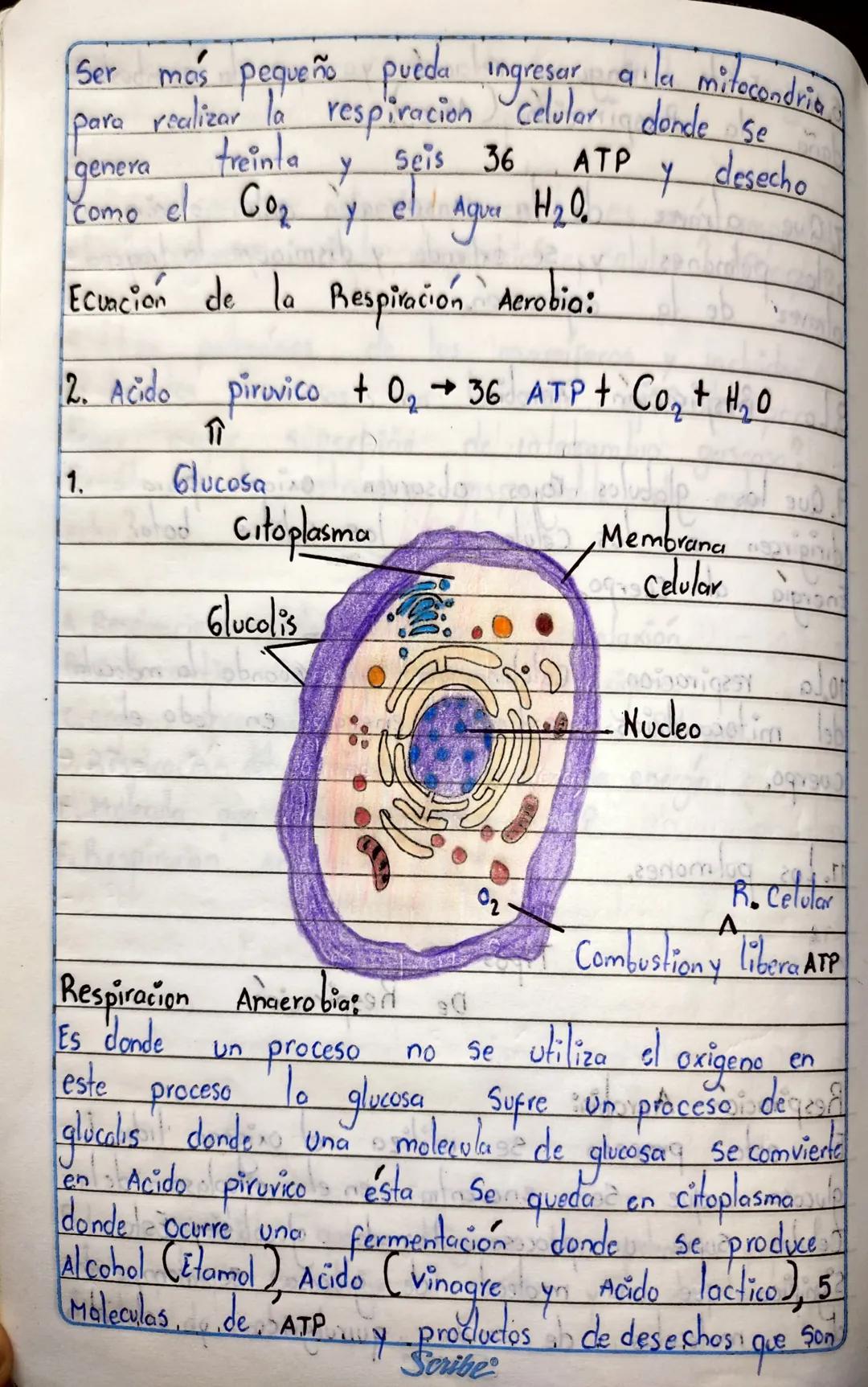 7. Que atraves
atravez de la
6. No Existe ninguna relación ya que
daña la Respiración (Aire).
TA
Ta combustion
de la Inspiración entra el ai