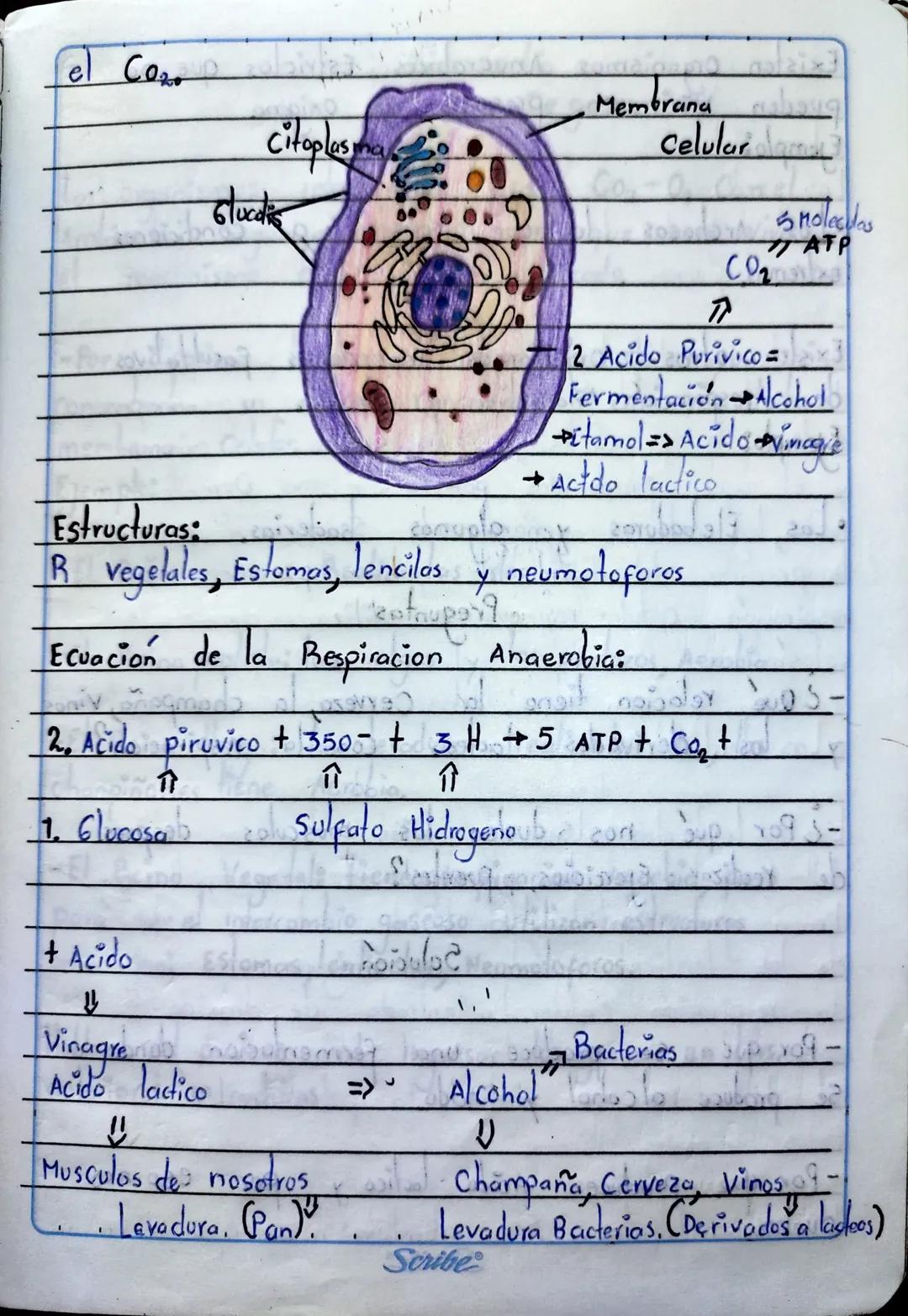 7. Que atraves
atravez de la
6. No Existe ninguna relación ya que
daña la Respiración (Aire).
TA
Ta combustion
de la Inspiración entra el ai