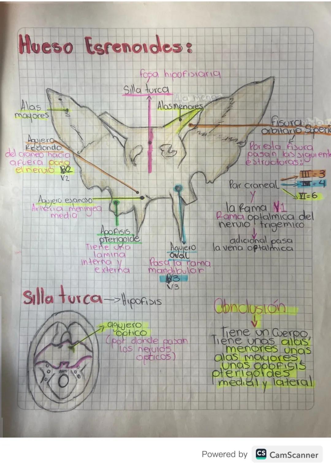 Hueso Esrenoides:
fosa hipofisiaria
Alas
mayores
Agujero
Redondo
del craneo hacia
afuera pasa
elnerulo 2
V2
Agujero espanoso
Arteria meninje