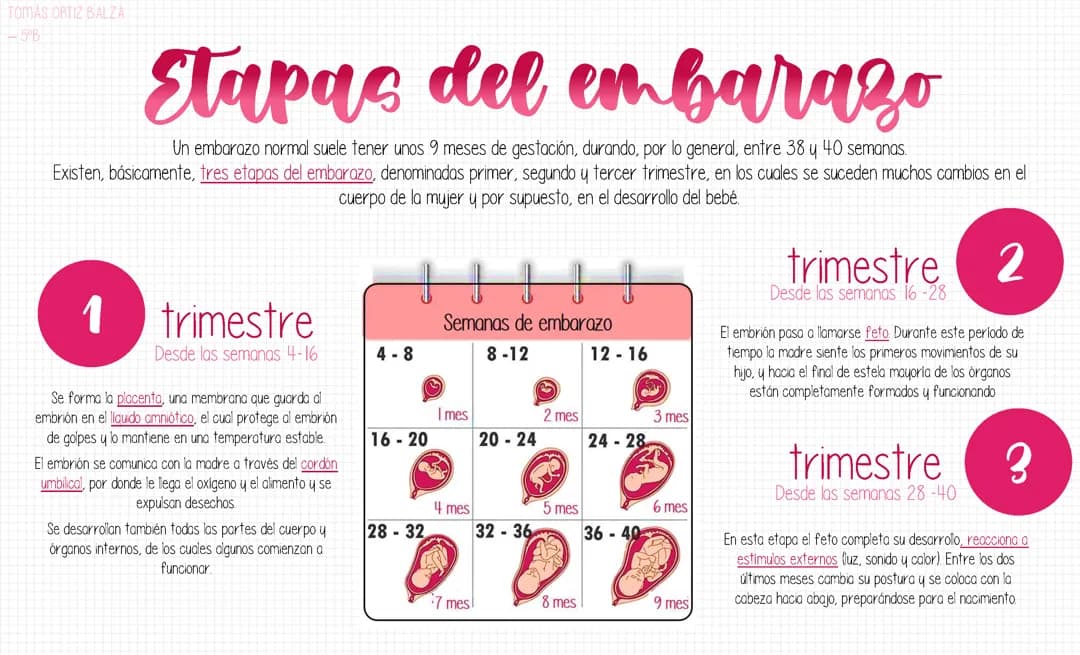 ETAPAS DEL EMBARAZO