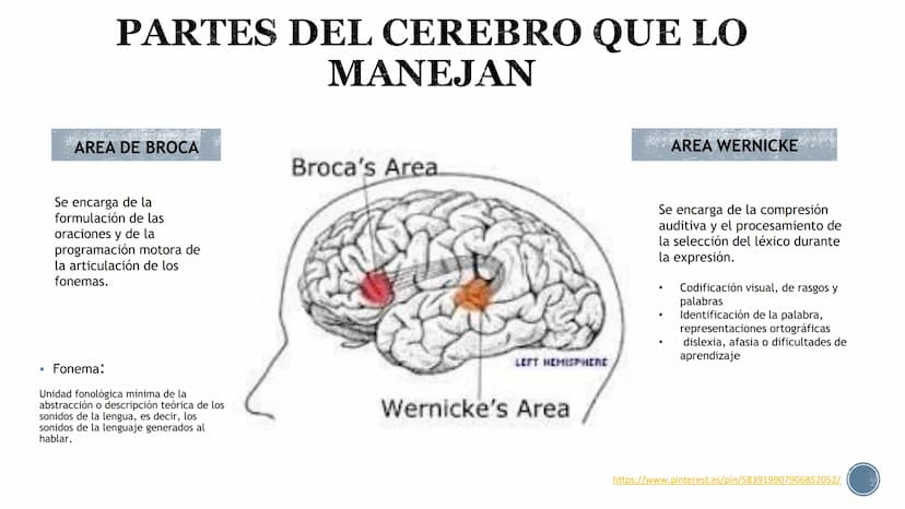 LENGUAJE ¿QUÉ ES?
B
Es un proceso cognitivo.
El lenguaje es un sistema de signos a través del cual
los individuos se comunican entre sí, es 