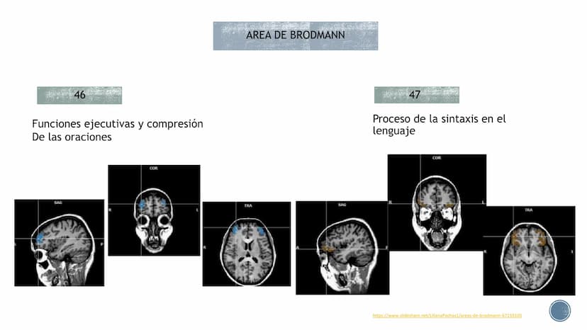 LENGUAJE ¿QUÉ ES?
B
Es un proceso cognitivo.
El lenguaje es un sistema de signos a través del cual
los individuos se comunican entre sí, es 