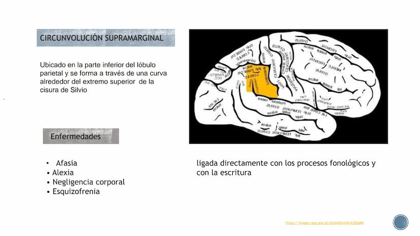LENGUAJE ¿QUÉ ES?
B
Es un proceso cognitivo.
El lenguaje es un sistema de signos a través del cual
los individuos se comunican entre sí, es 