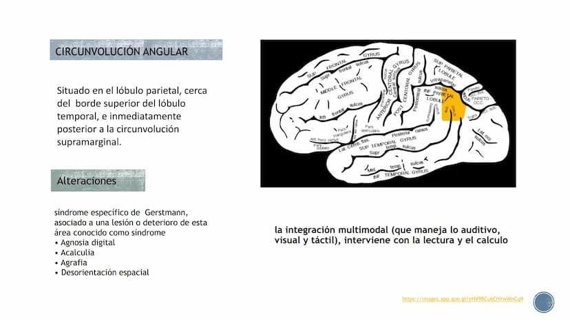 LENGUAJE ¿QUÉ ES?
B
Es un proceso cognitivo.
El lenguaje es un sistema de signos a través del cual
los individuos se comunican entre sí, es 