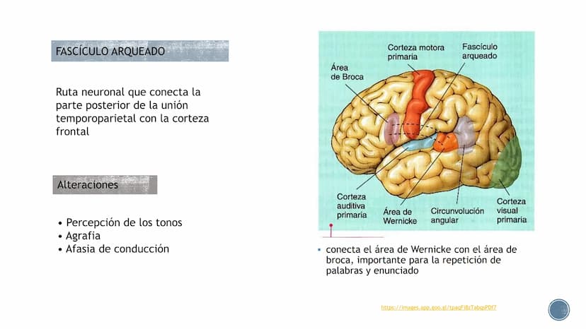 LENGUAJE ¿QUÉ ES?
B
Es un proceso cognitivo.
El lenguaje es un sistema de signos a través del cual
los individuos se comunican entre sí, es 