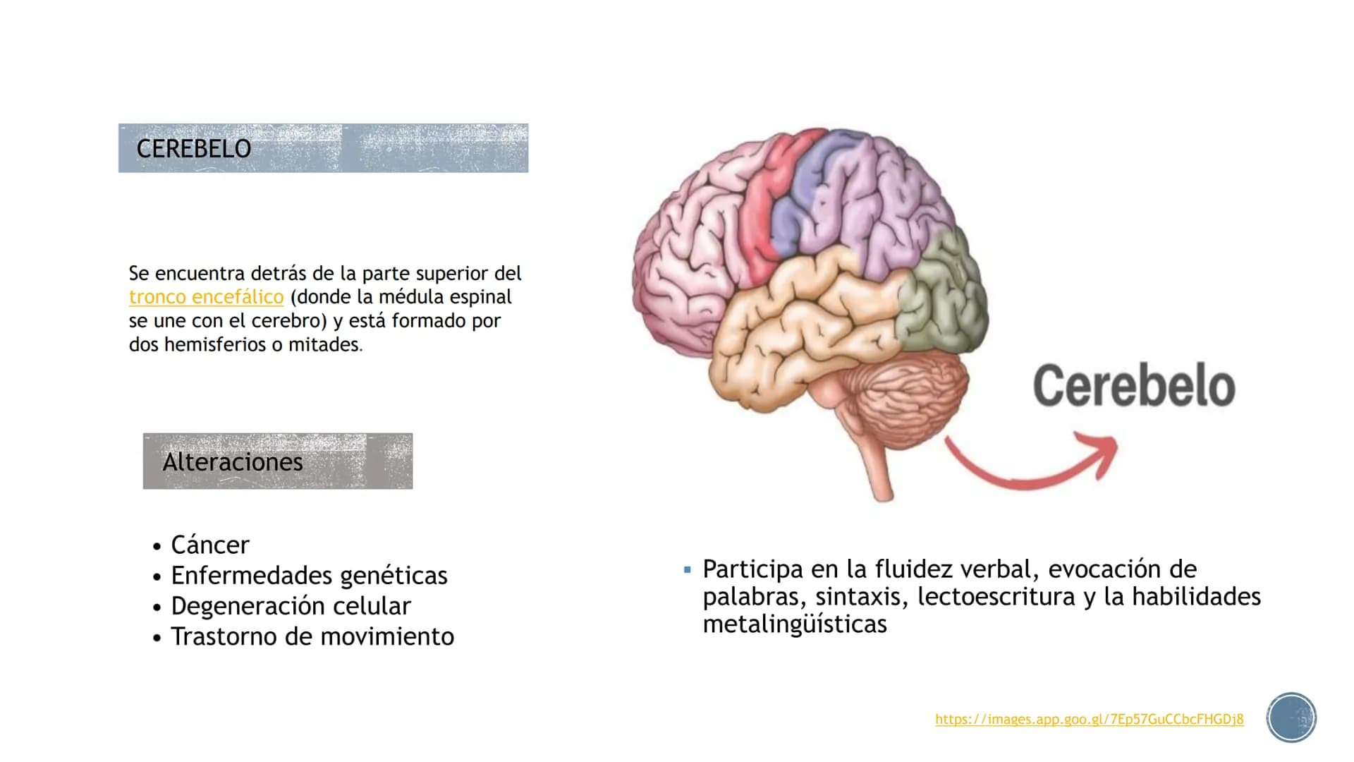 LENGUAJE ¿QUÉ ES?
B
Es un proceso cognitivo.
El lenguaje es un sistema de signos a través del cual
los individuos se comunican entre sí, es 