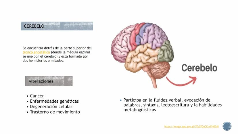 LENGUAJE ¿QUÉ ES?
B
Es un proceso cognitivo.
El lenguaje es un sistema de signos a través del cual
los individuos se comunican entre sí, es 