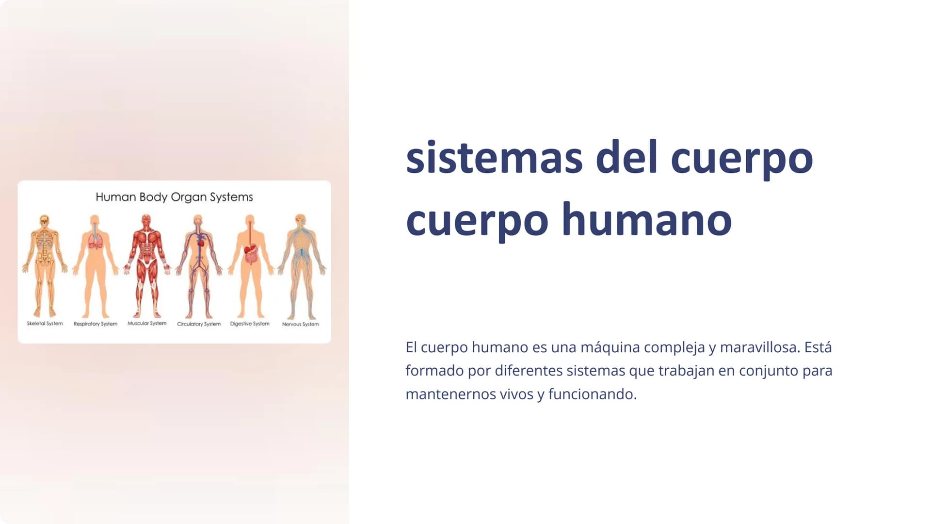 Human Body Organ Systems
Skeletal System Respiratory System Muscular System Circulatory System
Digestive System
Nervous System
sistemas del 
