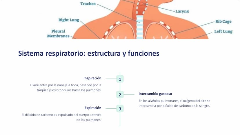 Human Body Organ Systems
Skeletal System Respiratory System Muscular System Circulatory System
Digestive System
Nervous System
sistemas del 