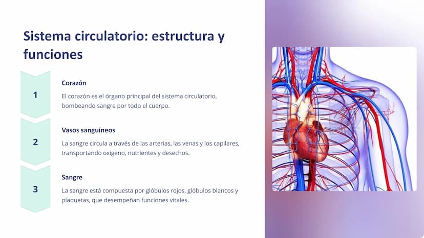 Human Body Organ Systems
Skeletal System Respiratory System Muscular System Circulatory System
Digestive System
Nervous System
sistemas del 
