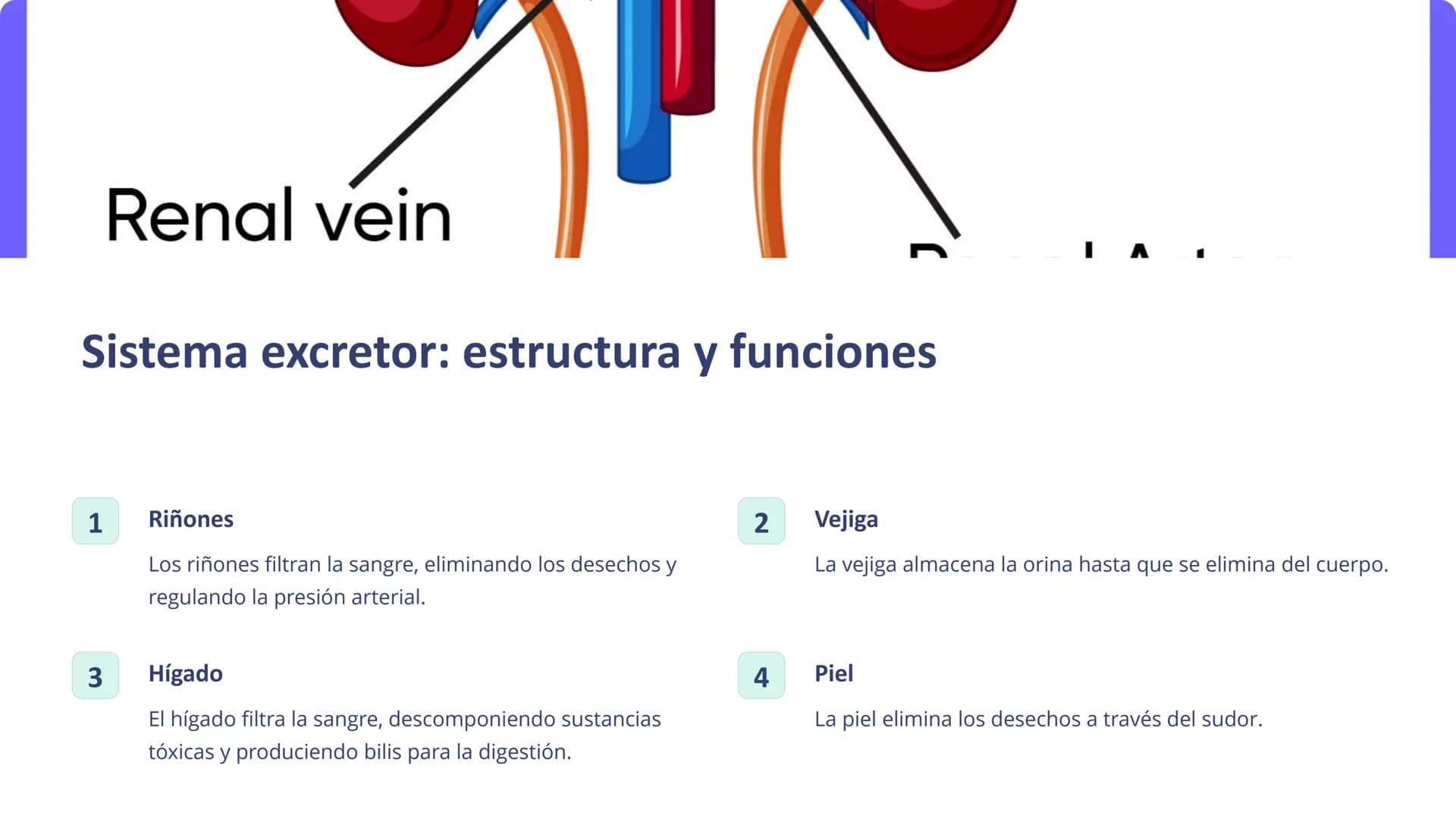 Human Body Organ Systems
Skeletal System Respiratory System Muscular System Circulatory System
Digestive System
Nervous System
sistemas del 